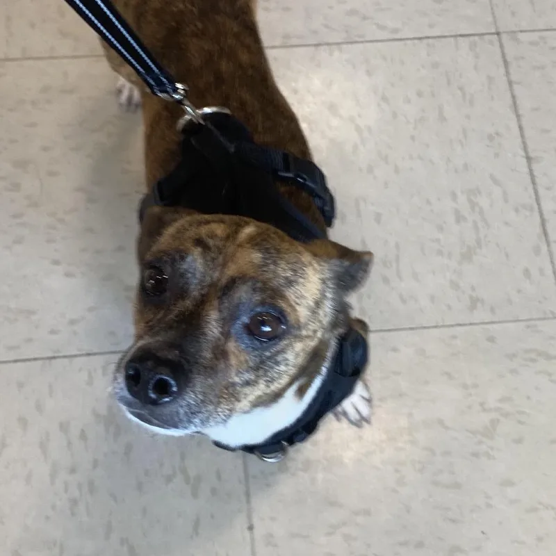 An adult small-sized male Terrier dog named Tie for adoption in Austell, GA