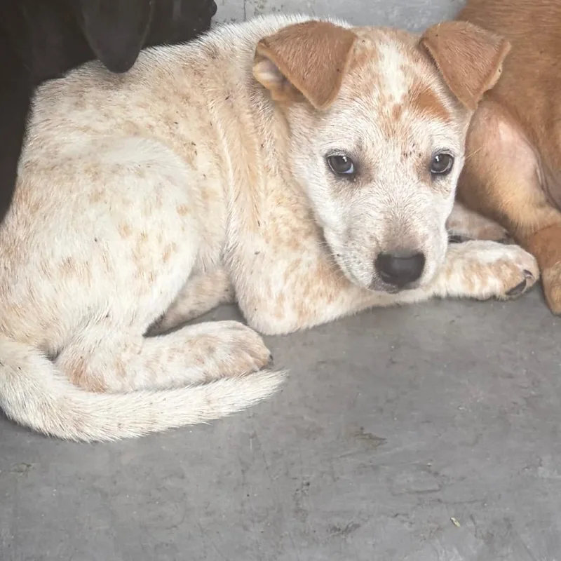 A baby small-sized male White / Cream Shepherd dog named Chevrolet for adoption in Edinburg, TX