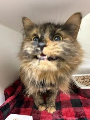 An adult large-sized female Domestic Long Hair cat named Mustang Sally for adoption in Lowell, MA