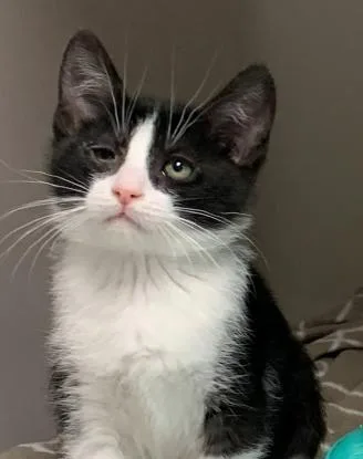 A baby medium-sized male Black & White / Tuxedo Tuxedo cat named Journey for adoption in Hollister, CA