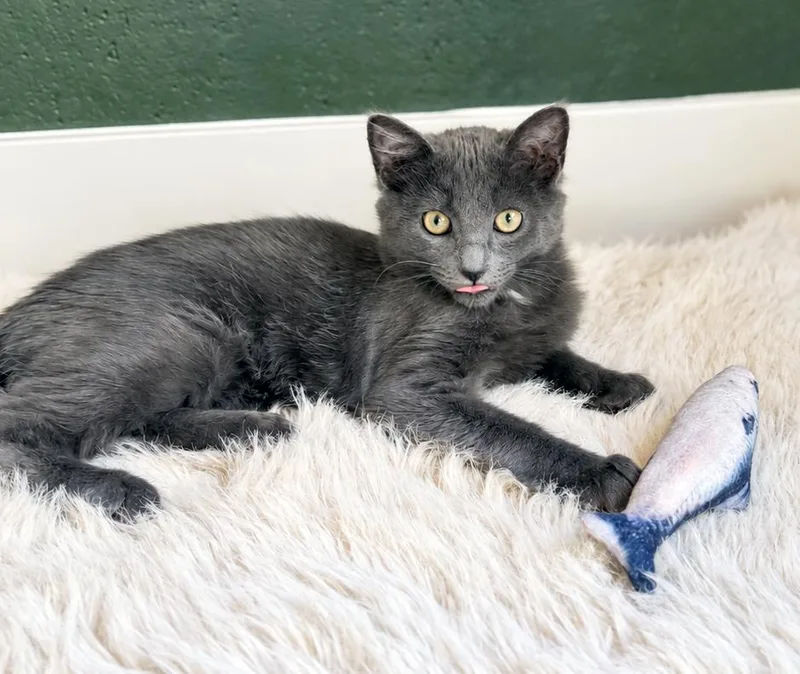 A baby medium-sized male Gray / Blue / Silver Domestic Medium Hair cat named Gandalf for adoption in Alameda, CA