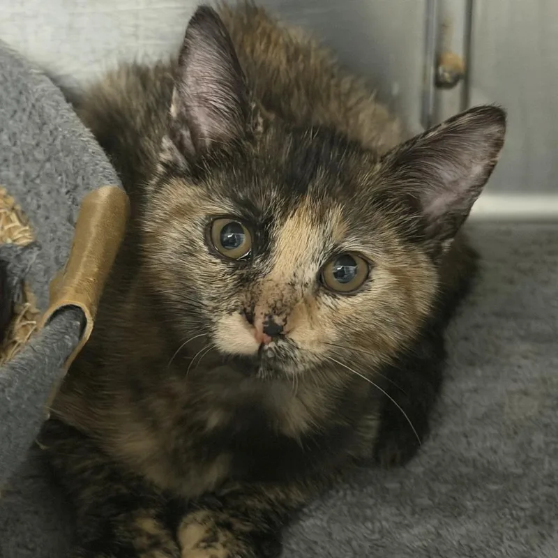 A baby small-sized female Tortoiseshell Domestic Short Hair cat named Siren for adoption in Falls Church, VA