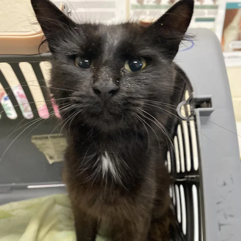 A young medium-sized male Black Domestic Short Hair cat named Gretchen for adoption in Memphis, TN
