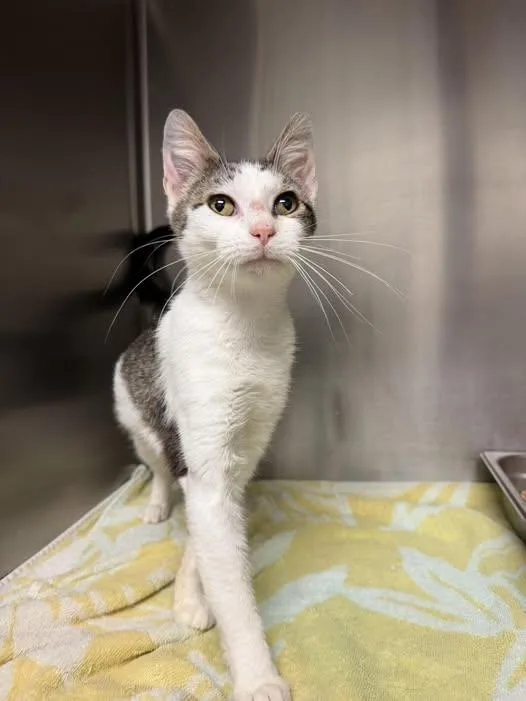 An adult medium-sized female Tabby (Gray / Blue / Silver) Domestic Short Hair cat named Rosemary for adoption in Amherst, VA