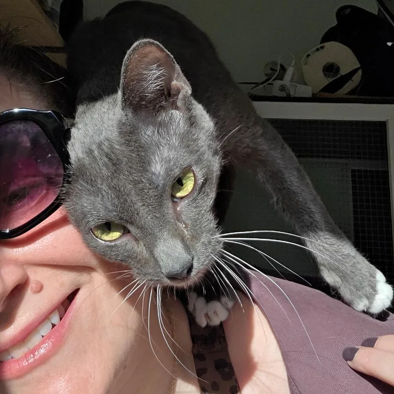 An adult medium-sized female Gray / Blue / Silver Domestic Short Hair cat named Miracle for adoption in San Diego, CA