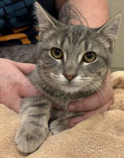A baby small-sized male Domestic Short Hair cat named Matthew for adoption in Fishers, IN