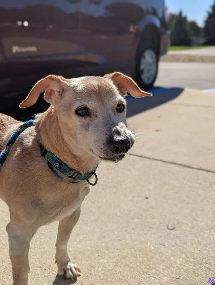 A senior small-sized male Mixed Breed dog named Jerry for adoption in Traverse City, MI