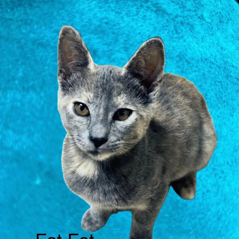 A baby small-sized female Gray / Blue / Silver Domestic Short Hair cat named Fat Fat for adoption in Santa Fe, TX