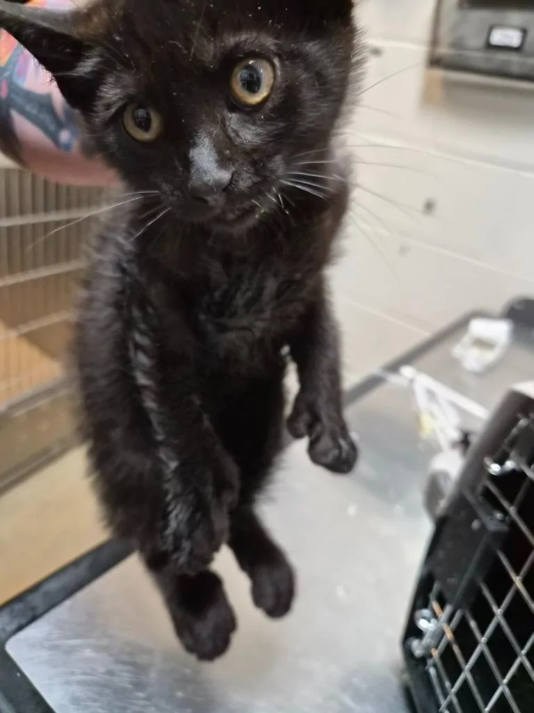 A baby medium-sized male Domestic Short Hair cat named Inigo Motoya for adoption in Rome, GA