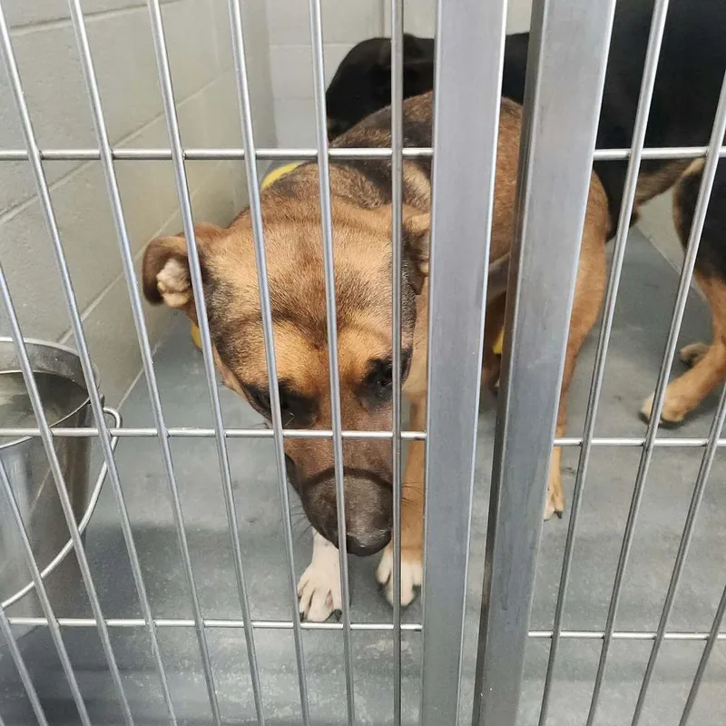 An adult medium-sized male Brown / Chocolate Shepherd dog named Brownie for adoption in Kingman, AZ