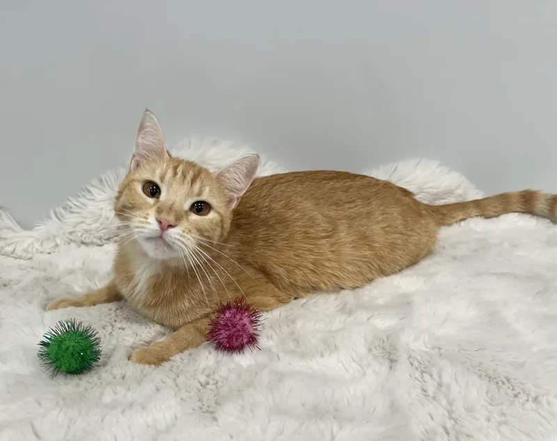 A young medium-sized female Orange / Red Domestic Short Hair cat named Clementine for adoption in Chicago, IL