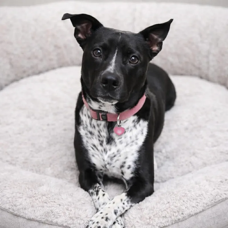 An adult medium-sized female Australian Cattle Dog / Blue Heeler dog named Aurio for adoption in Springfield, MO