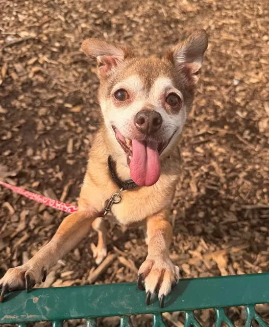 An adult small-sized male Chihuahua dog named Teeter for adoption in Leesburg, VA