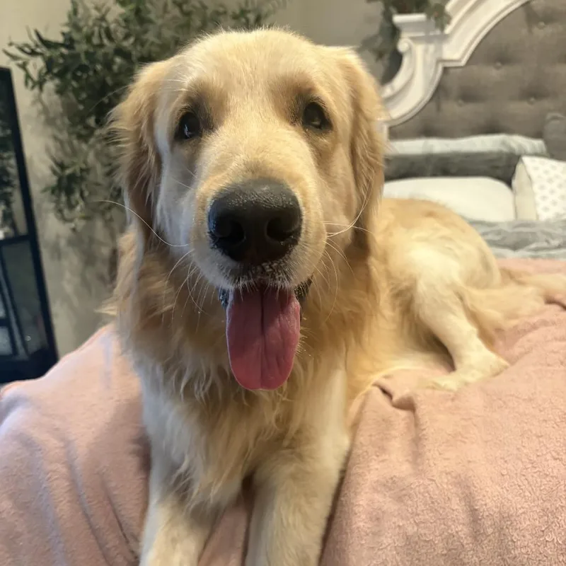 An adult large-sized male White / Cream Labrador Retriever dog named Beau for adoption in Santa Fe, TX