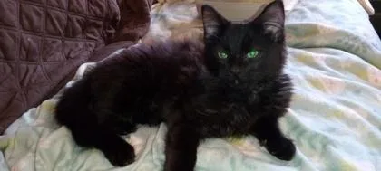 A baby small-sized female Domestic Long Hair cat named Cleo for adoption in Wilkesboro, NC