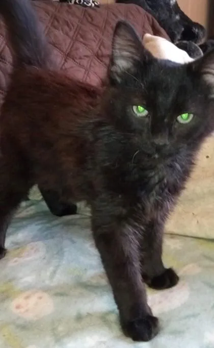 Cleo thumbnail 2