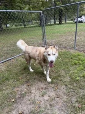 An adult large-sized female White / Cream Husky dog named Zara for adoption in Ellijay, GA