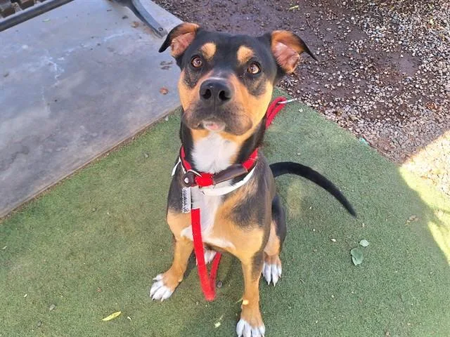 A young large-sized male Rottweiler dog named Opie for adoption in Phoenix, AZ