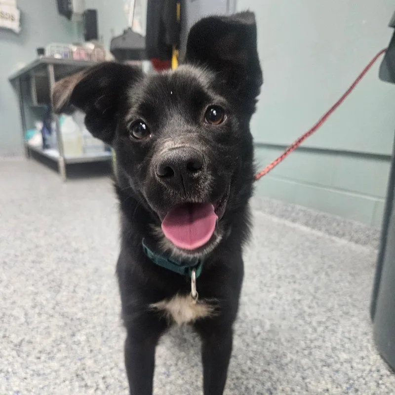 A young small-sized female Black Australian Shepherd dog named Lapis for adoption in Greenville, SC