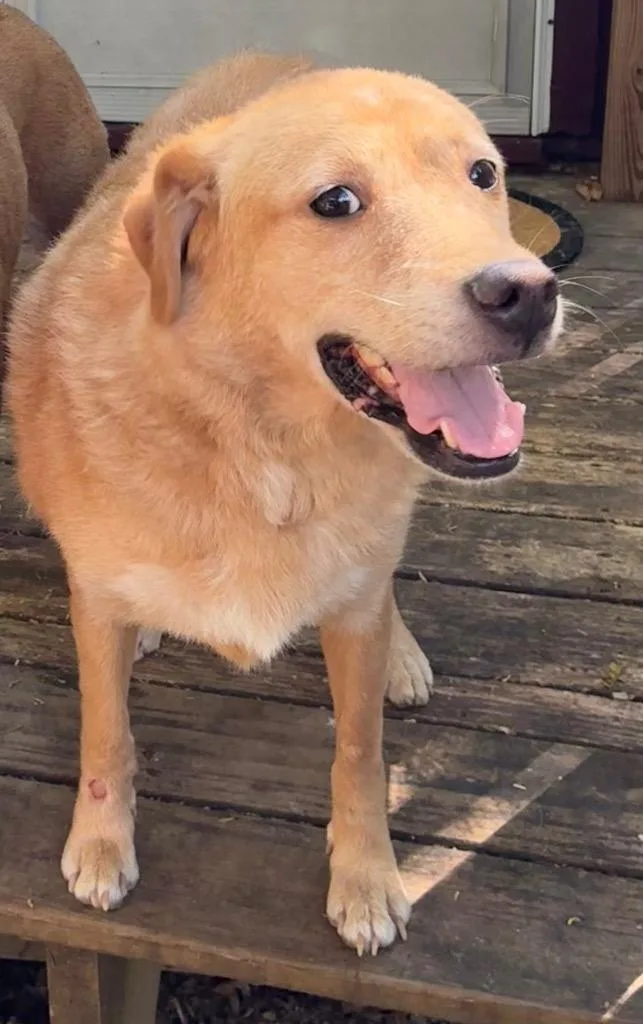 An adult medium-sized female Mixed Breed dog named Lexie for adoption in Chickamauga , GA