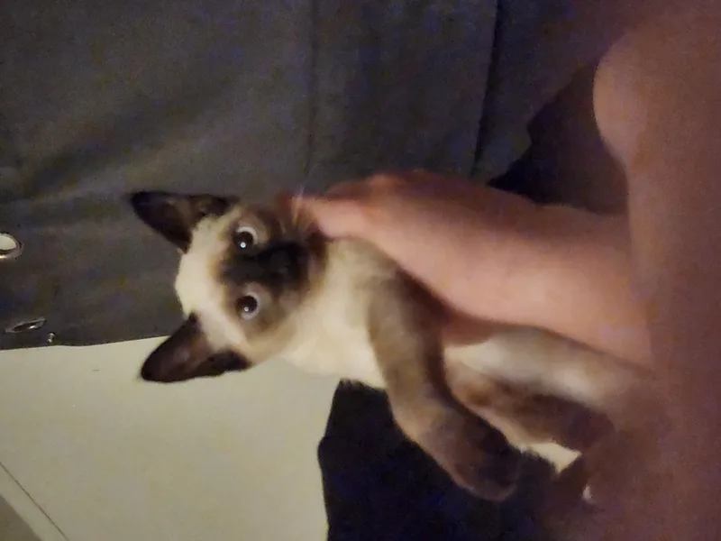 Skye