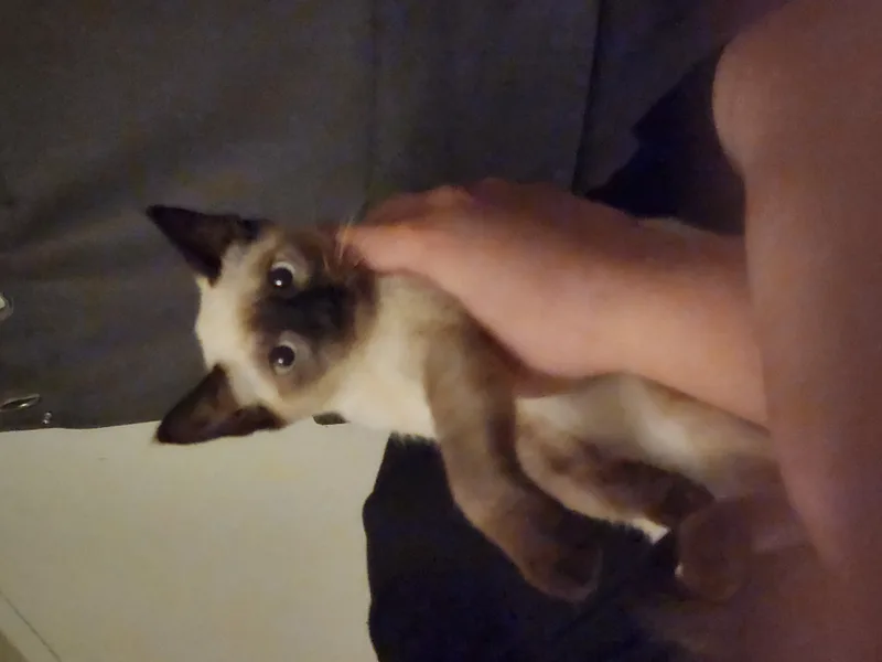 Skye thumbnail 2
