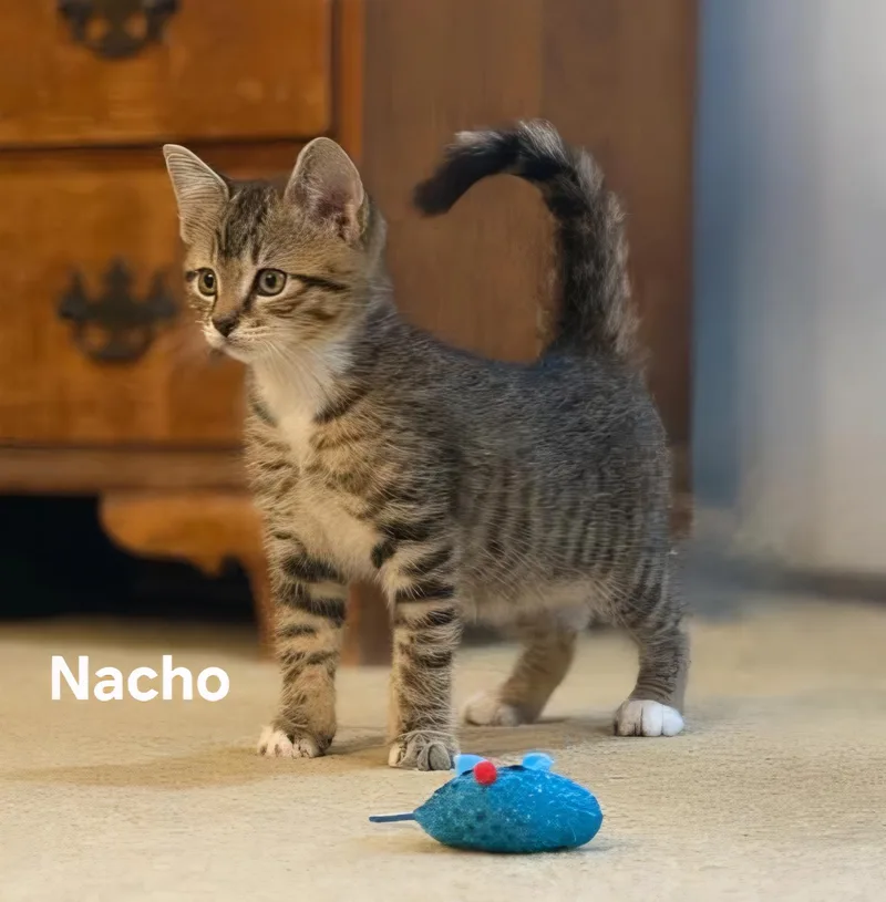 A baby medium-sized male Tabby (Tiger Striped) Domestic Short Hair cat named Nacho for adoption in Chicopee, MA