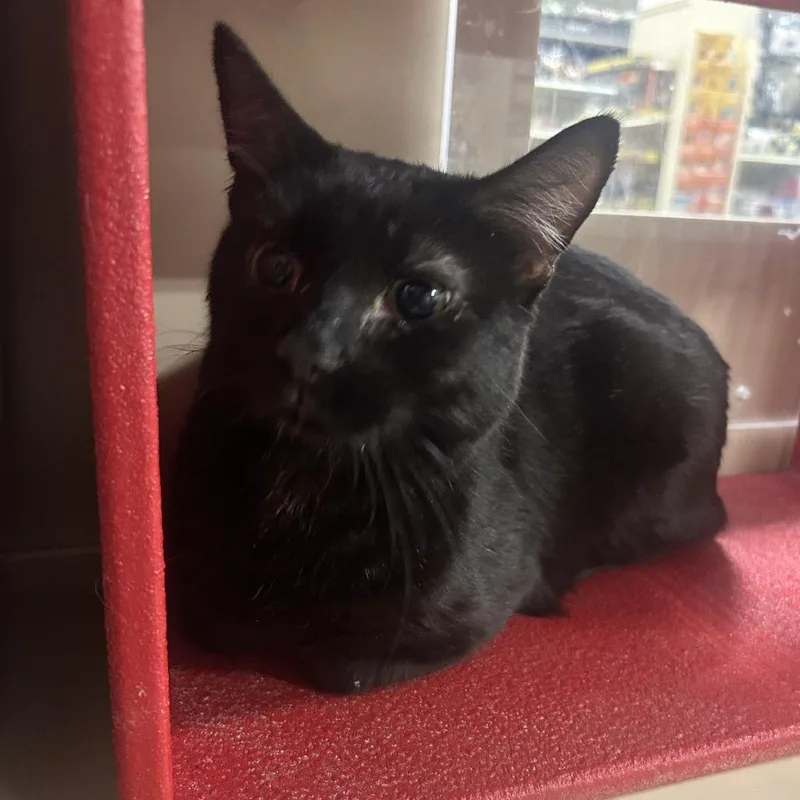 Baltimore thumbnail 3