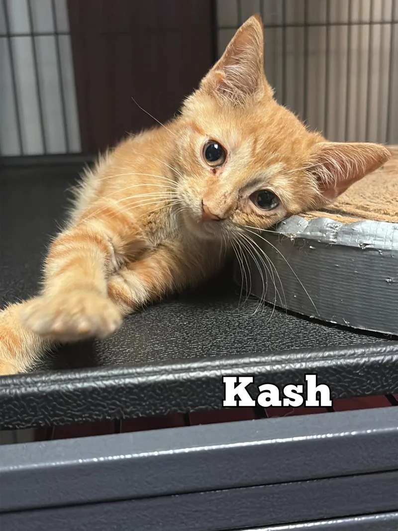 A young medium-sized male Orange & White Domestic Short Hair cat named Kash for adoption in Monticello, IL