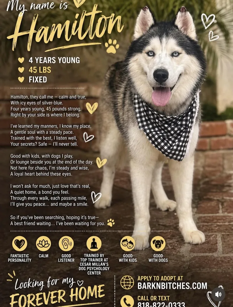 An adult small-sized male Husky dog named Hamilton LOVES Swimming for adoption in Los Angeles, CA