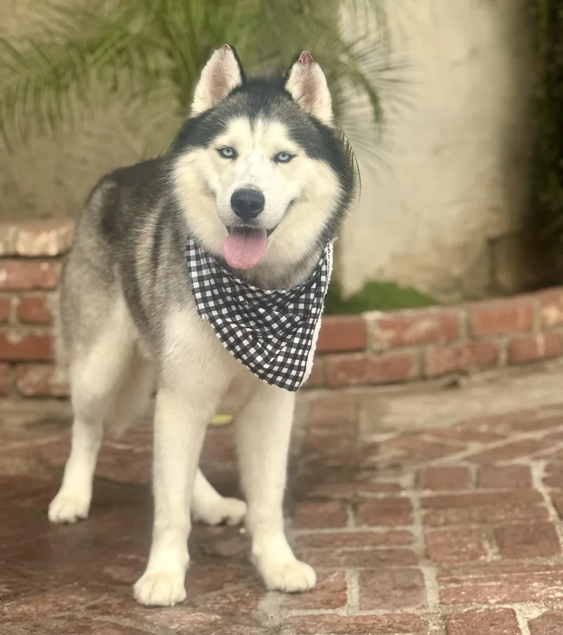 Hamilton  LOVES Swimming thumbnail 2