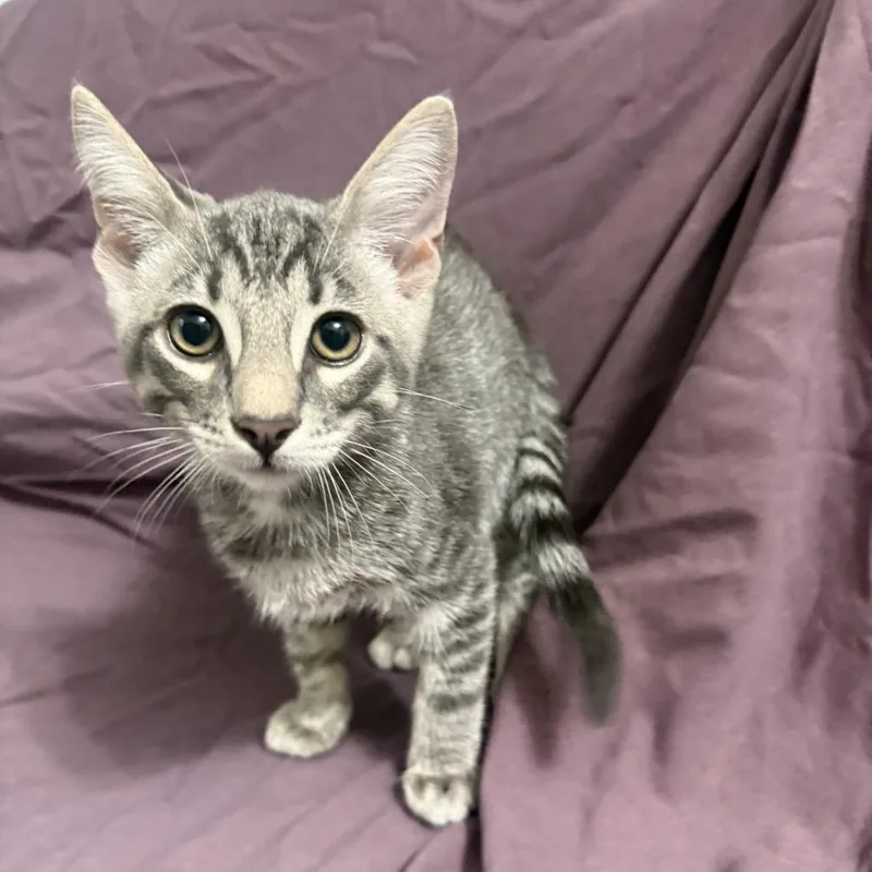 A baby small-sized male Gray / Blue / Silver Domestic Short Hair cat named Guacamole for adoption in Brea, CA
