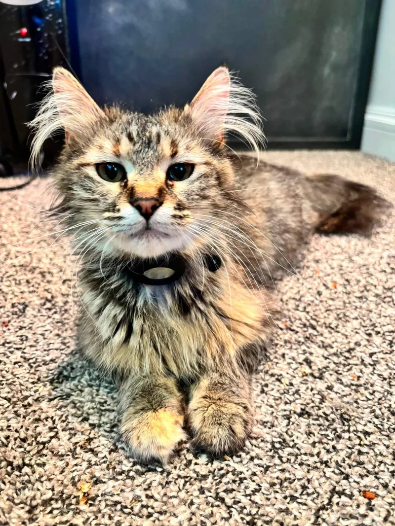 An adult medium-sized female Tabby (Brown / Chocolate) Tabby cat named Sophie for adoption in Omaha, NE