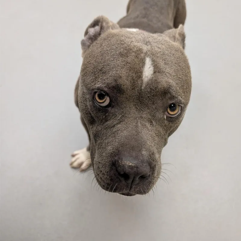 An adult medium-sized female Gray / Blue / Silver Mixed Breed dog named Tiana for adoption in Springboro, OH