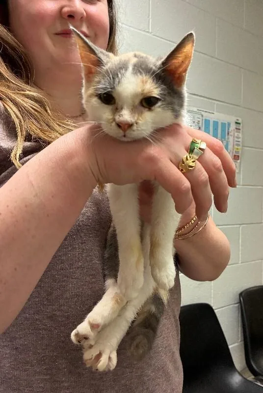 A young small-sized female Calico Domestic Short Hair cat named Chloe for adoption in Cincinnati, OH
