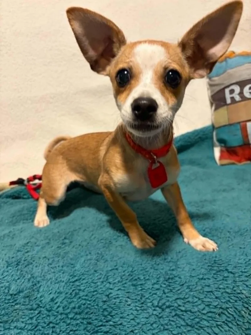 A baby small-sized female Chihuahua dog named Fern for adoption in Mukwonago, WI