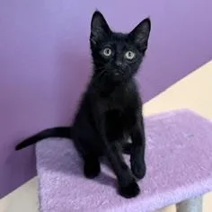 A baby small-sized male Black Domestic Short Hair cat named Ziggy for adoption in Sweetwater, TN