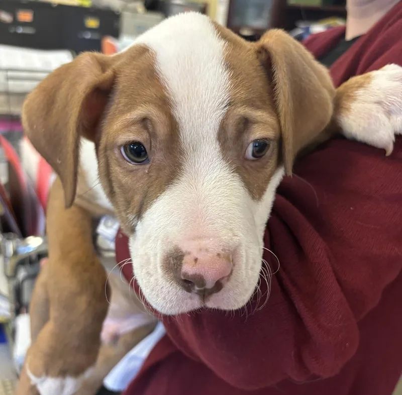 Scorpion thumbnail 2