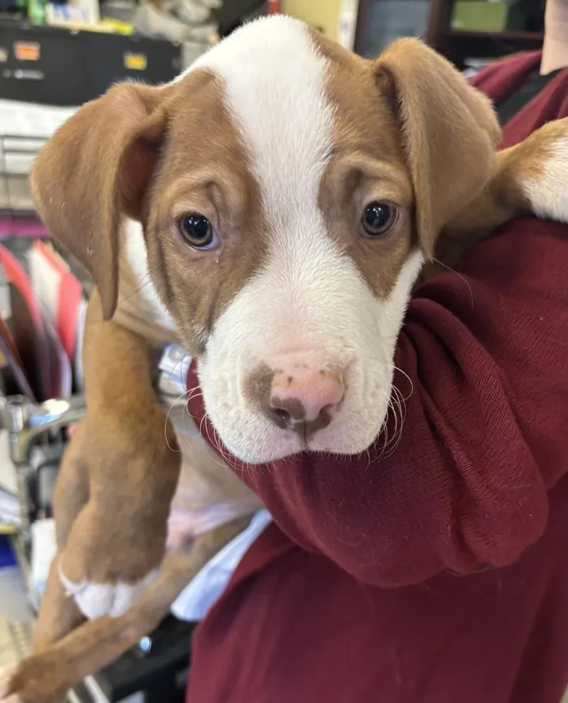 Scorpion thumbnail 3