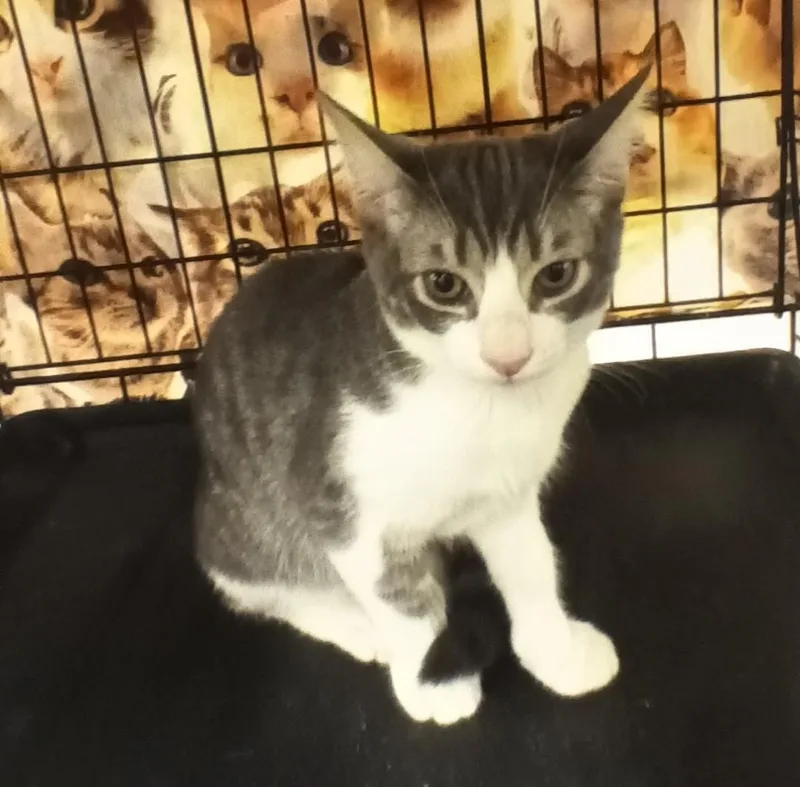 A baby small-sized male Tabby (Gray / Blue / Silver) Domestic Short Hair cat named Charlie for adoption in Yorba Linda, CA