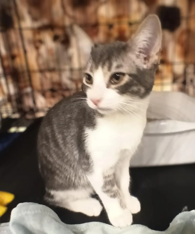 Charlie thumbnail 3
