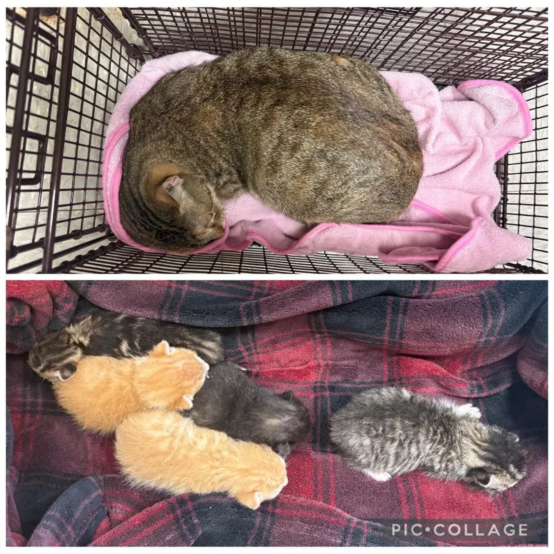 A baby medium-sized male Domestic Short Hair cat named Lil Wayne for adoption in Sorrento, LA