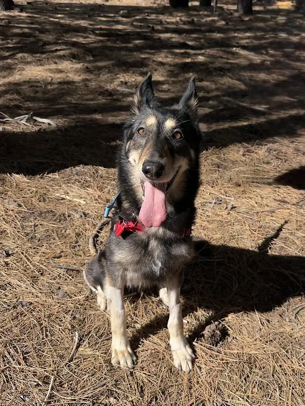 An adult medium-sized female Mixed Breed dog named Rue for adoption in Truckee, CA
