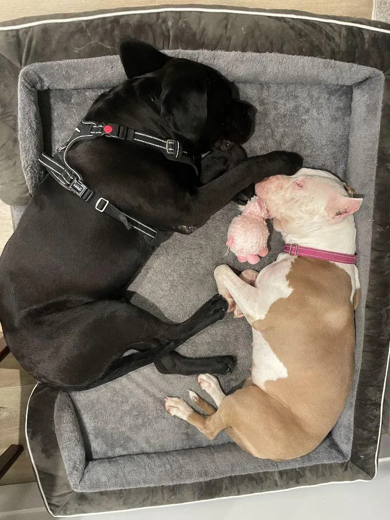 Penelope thumbnail 2