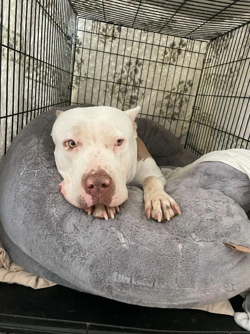 Penelope thumbnail 3