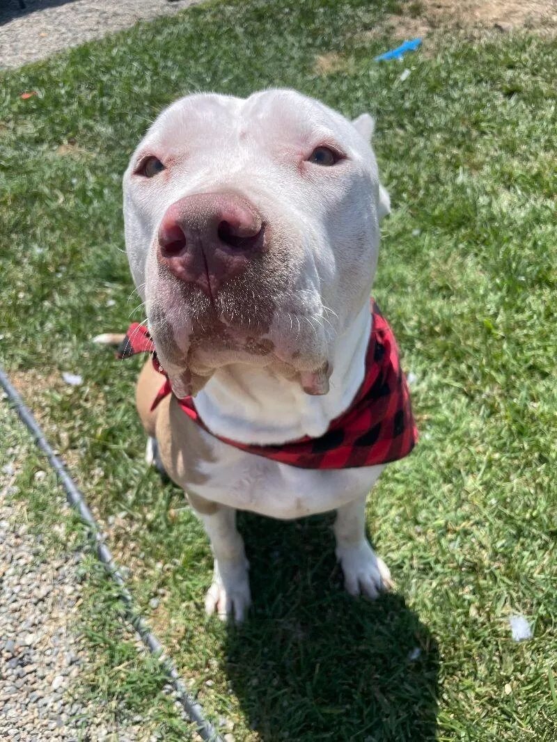 Penelope thumbnail 4