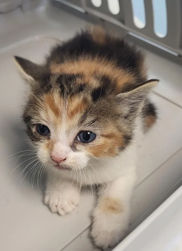 A baby small-sized female Domestic Short Hair cat named Kc for adoption in Lawrenceville, GA