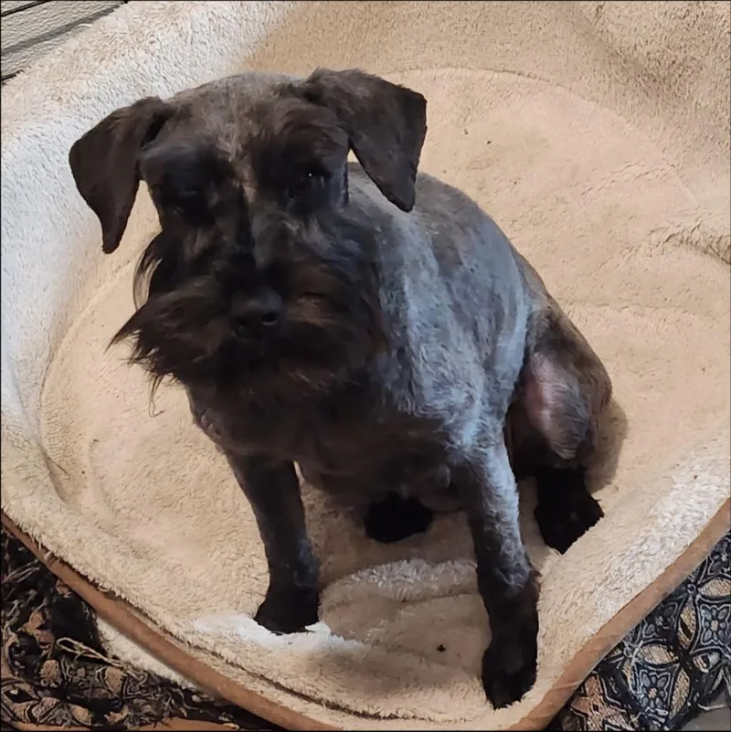 A young small-sized female Schnauzer dog named Gracia for adoption in Thompson Falls, MT