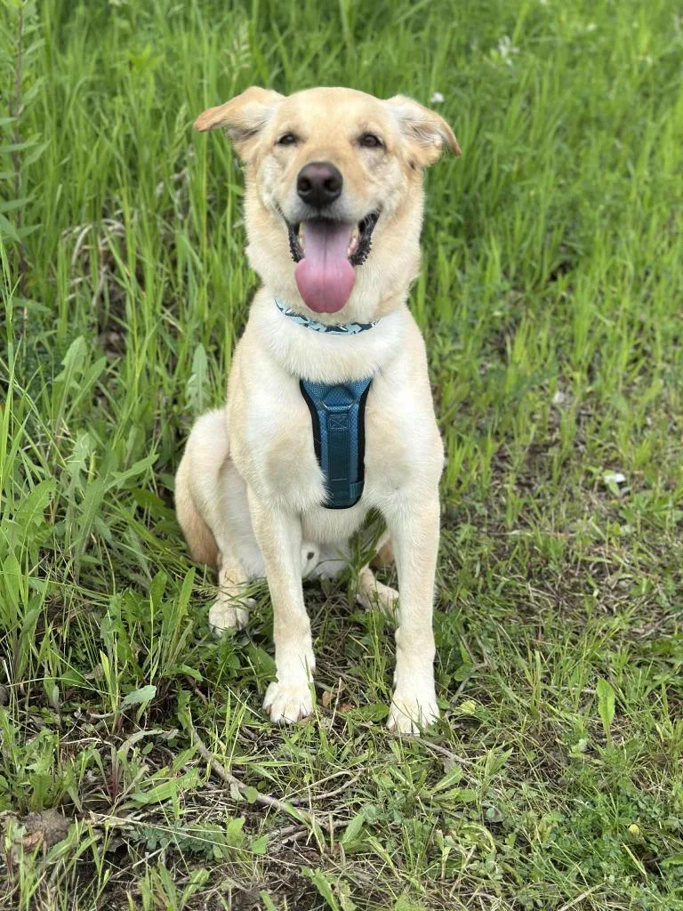 An adult large-sized male German Shepherd Dog dog named Bing Crosby for adoption in Savage, MN