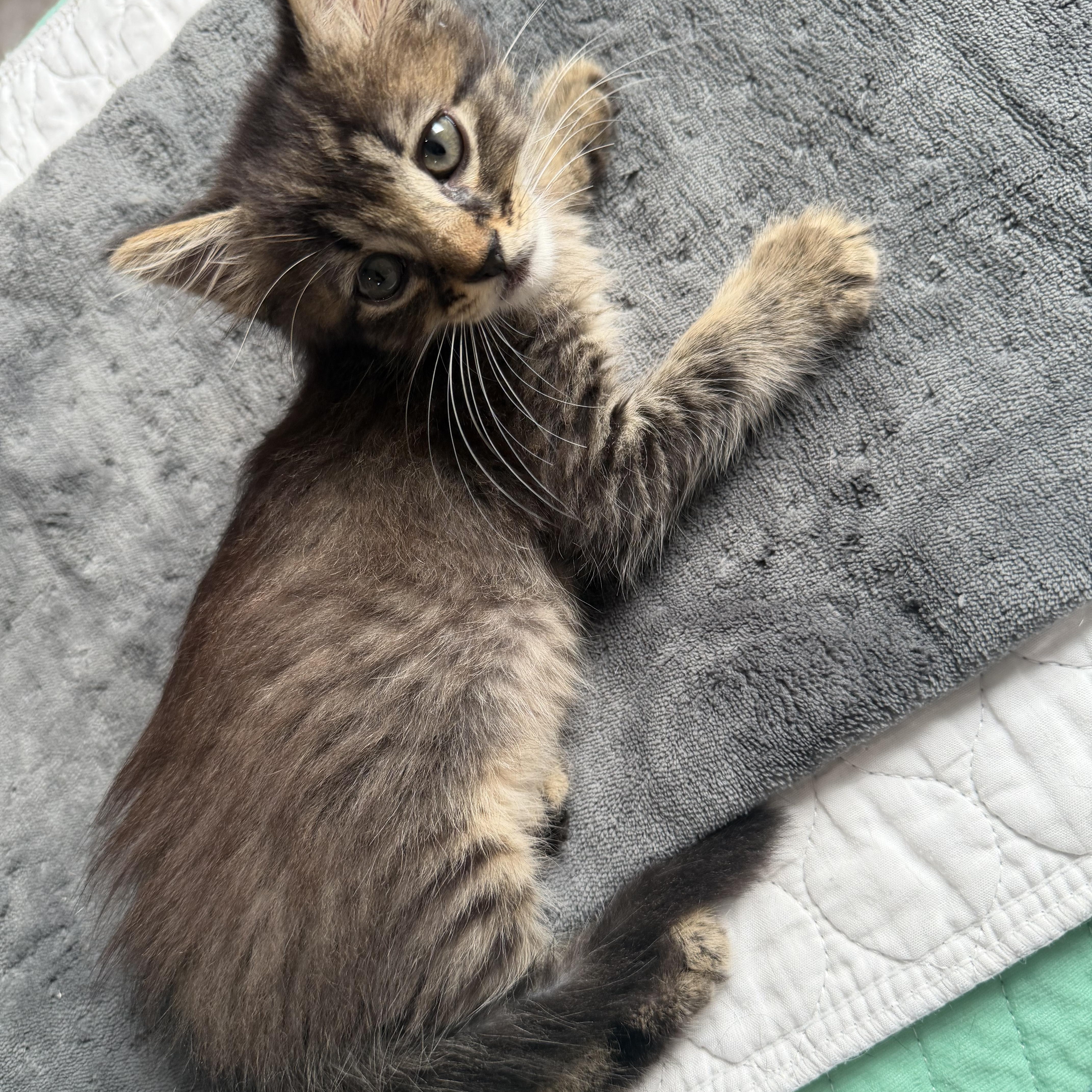A baby medium-sized male Domestic Medium Hair cat named Figgy for adoption in Miami, FL